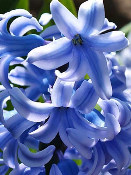 Луковица Яскрава Blue Giant 2 шт. 