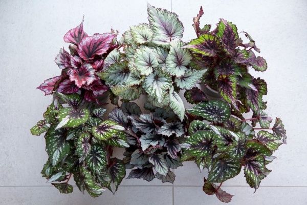 Растение декоративное Бегония