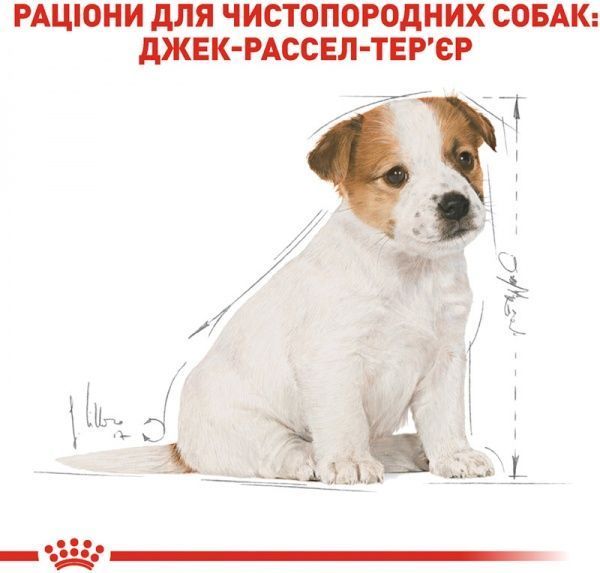 Корм Royal Canin для щенков JACK RUSSEL PUPPY 500 г