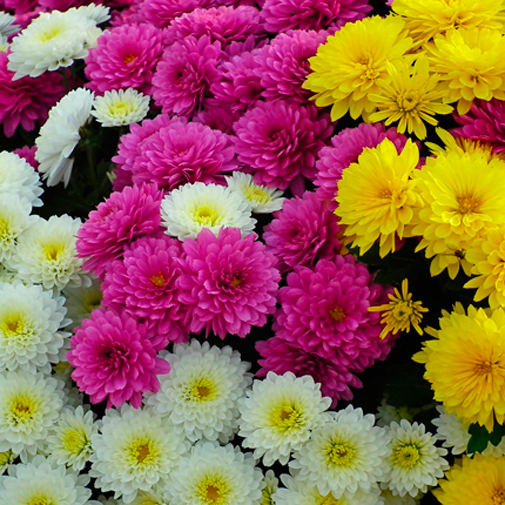 Растение Хризантема 12х25 махровая микс