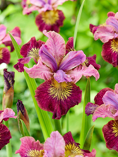 Кореневище Heemskerk Vasteplanten B.V. півника Міс Еппл 1 шт.