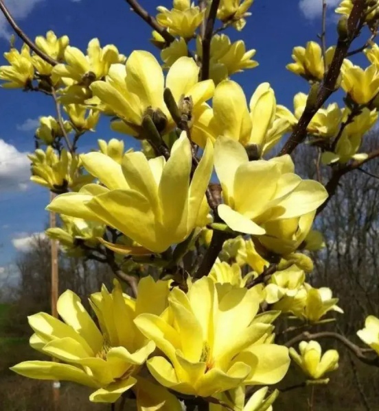 Растение Магнолия / Magnolia Yellow Lantern, С15