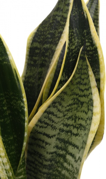 Растение комнатное Сансевьерия Лауренти 12x40 см