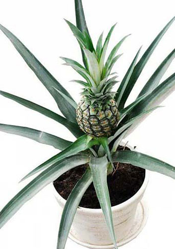 Растение Ананас 14/40
