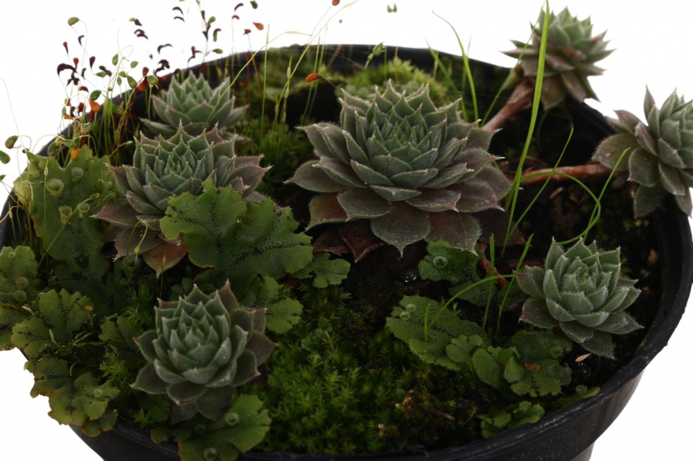 Растение роза каменная Молодило Graptopetalum paraguayense 0,5 л h 2-5 см