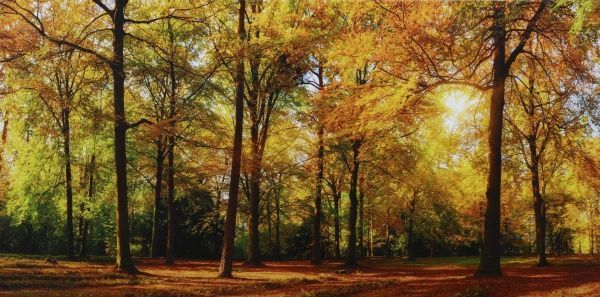 Репродукция Пейзаж Осенний лес 96x48 см 