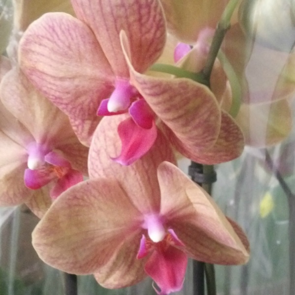Рослина Фаленопсис мікс 3 стовбури, 12/50-60
