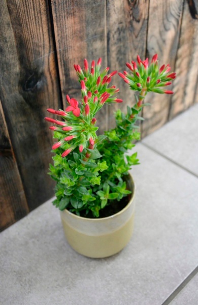 Растение Крассула Coccinea d11/h15