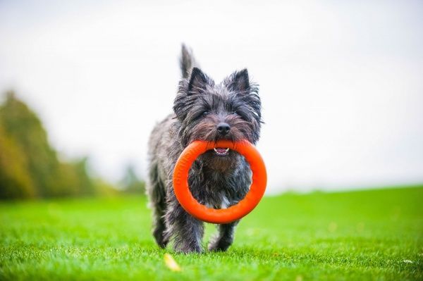 Игрушка для собак PitchDog кольцо для апортировки d 20 см оранжевое