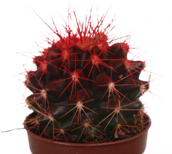 Растение Eхинокактус колор d5,5/h8