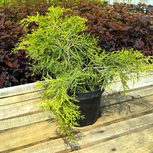 Растение Можжевельник средний King of Spring (V21-S23 40+ C7.5)