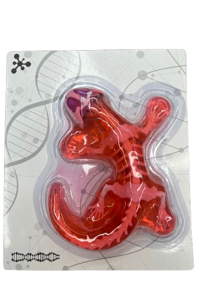 Набір дослідника Maya Toys Анатомія тварин Ящірка 803B