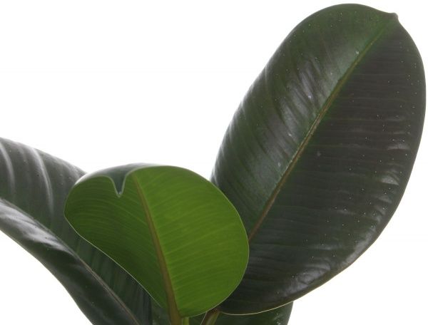 Растение Фикус Elastica Belize 12/35