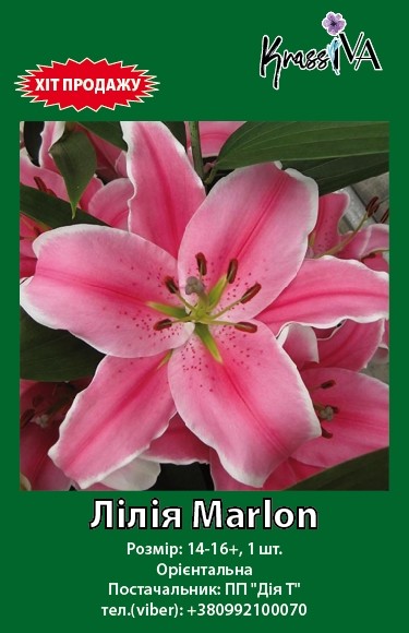 Луковица інше лилия Marlon 1 шт. 