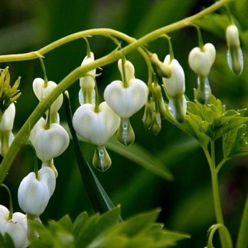 Корневище Яскрава Дицентра разбитое сердце Белая 1 шт.