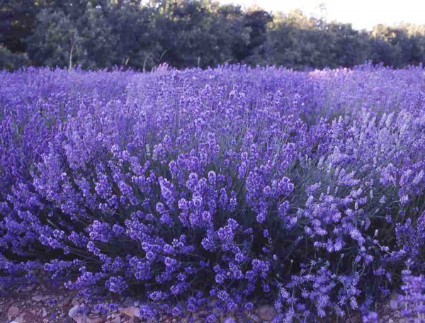 Семена Професійне насіння лаванда лекарственная 0,1 г (4823058201184)