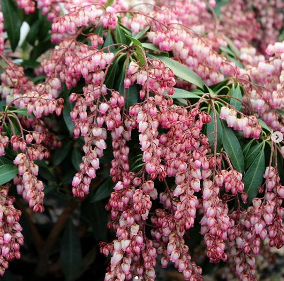 Растение Пиерис катсура d17/h25