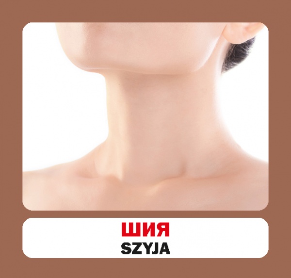 Книга «Частини тіла. Набір карток» 9786177686117