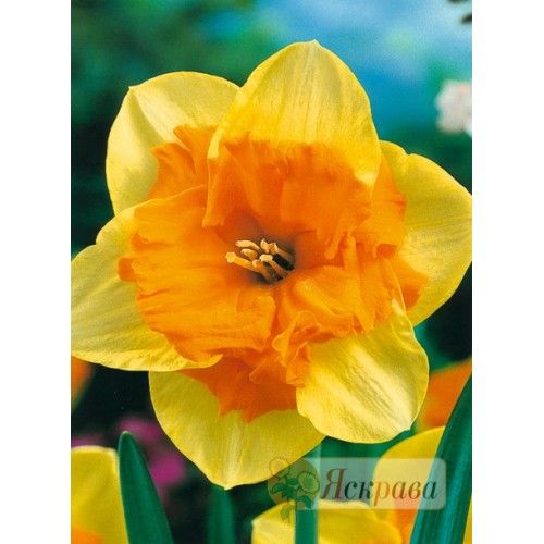 Луковица Яскрава Нарцисс двойная корона Mondragon 2 шт. 
