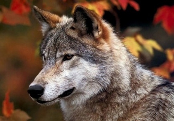 Набор для творчества со стразами на подрамнике Взгляд в будущее 40x50 см 189123 Діамантові ручки 