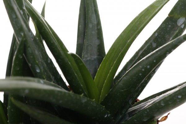 Растение комнатное Алое/Хавортия микс d12/h18