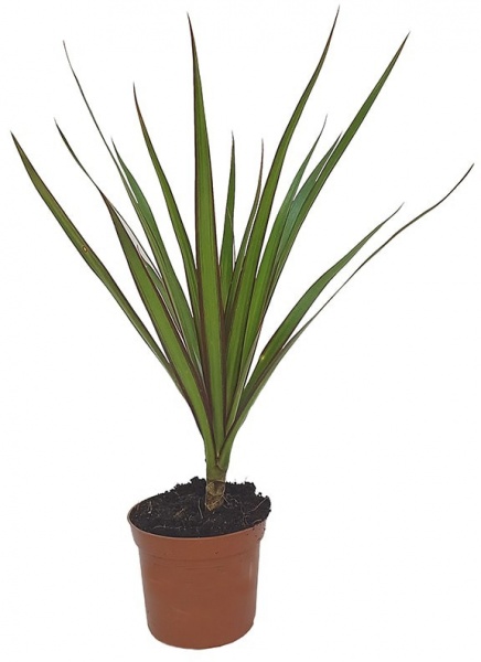 Растение Драцена Маргината 1 ствол d13