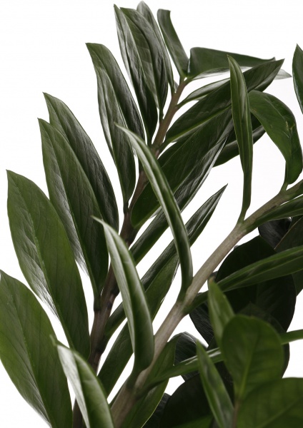 Рослина кімнатна Заміокулькас 21/100