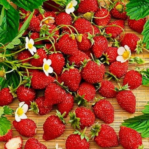 Саженец Брусвяна Земляника Али-Баба 0,5 л