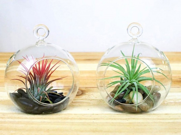 Растение комнатное Тиландсия микс в стеклянной колбе d5/h10