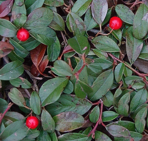 Растение Кизильник Даммера / Cotoneaster dam.Major, C2