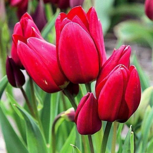 Луковица Яскрава Тюльпан многоцветковый Silhouette Bouquet 3 шт. 