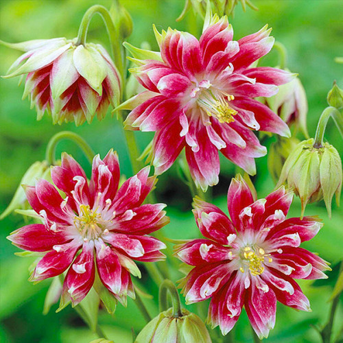 Корневище Яскрава Аквилегия Nora Barlow 