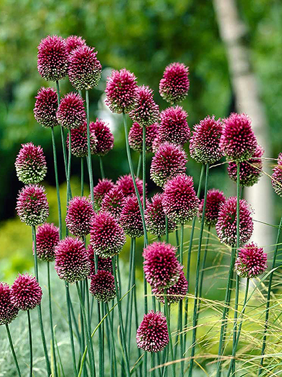 Цибулина TUBERBULB Export B.V. цибулі декоративної Сфаеросефалон 7 шт.