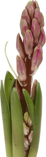 Рослина кімнатна Гіацинт мікс d7