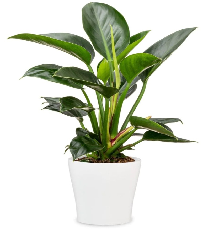 Кашпо под вазоны керамика 808, 11