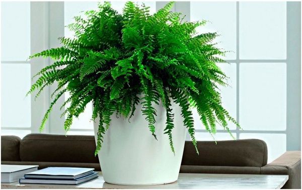 Вазон пластиковый Lechuza Classico Premium LS 21 круглый 9,6л белый (16020) 