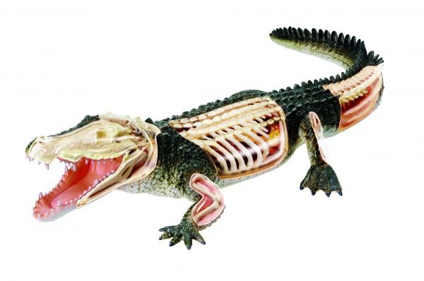 Об’ємна анатомічна модель 4D Master Крокодил FM-622034