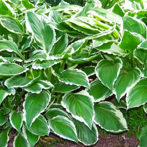 Растение Хоста Albomarginata С2