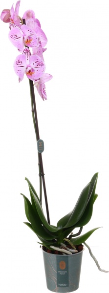 Растение комнатное Фаленопсис 1ветка d12/h70
