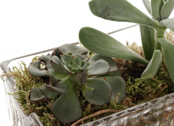 Растение Сукулент декор d6