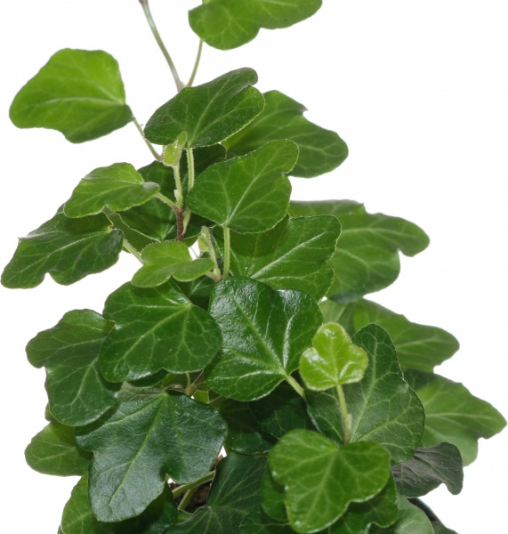 Растение хедера вандер 9х15 см