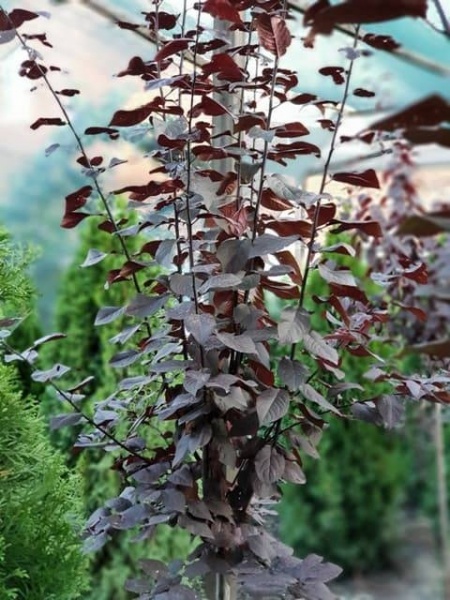 Растение Слива расцепиренная / Prunus cerasifera Pissardii, С20 Ра