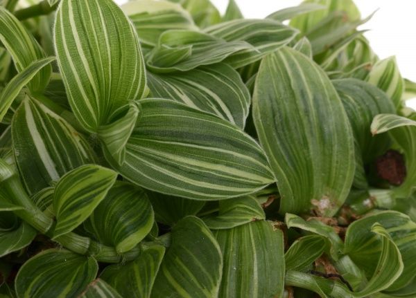 Растение Традесканция 12/25