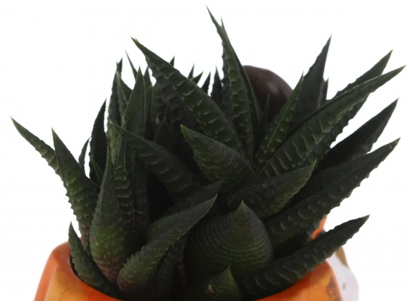 Суккулент в горшке хелоуин 6/12