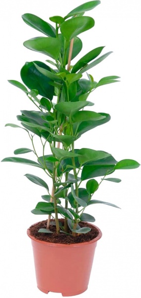 Растение Фикус Моклам d21/h100