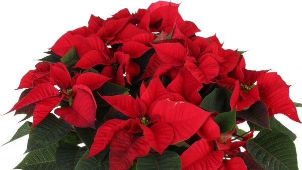 Рослина Пуансетія 25/60 см