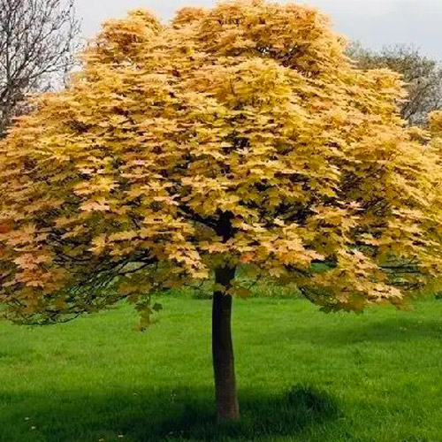 Саженец Клен Brilliantissimum С10