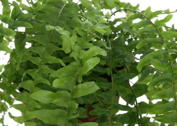 Растение комнатное Нефролепис 11x25 см