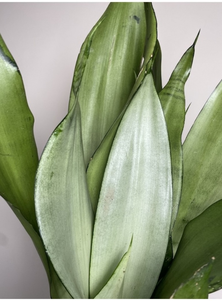 Рослина Сансевієрія 12x35-40 Moonshine