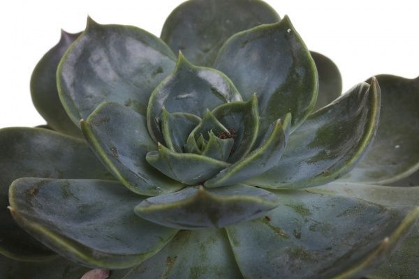 Рослина Ехеверія 10х11 см